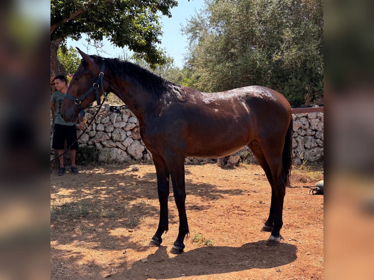 PRE Mix Hengst 1 Jahr 150 cm Dunkelbrauner in Palma De Mallorca