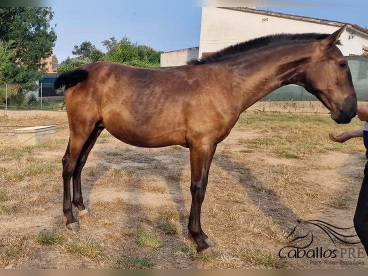 PRE Mix Hengst 1 Jahr 150 cm in Barcelona