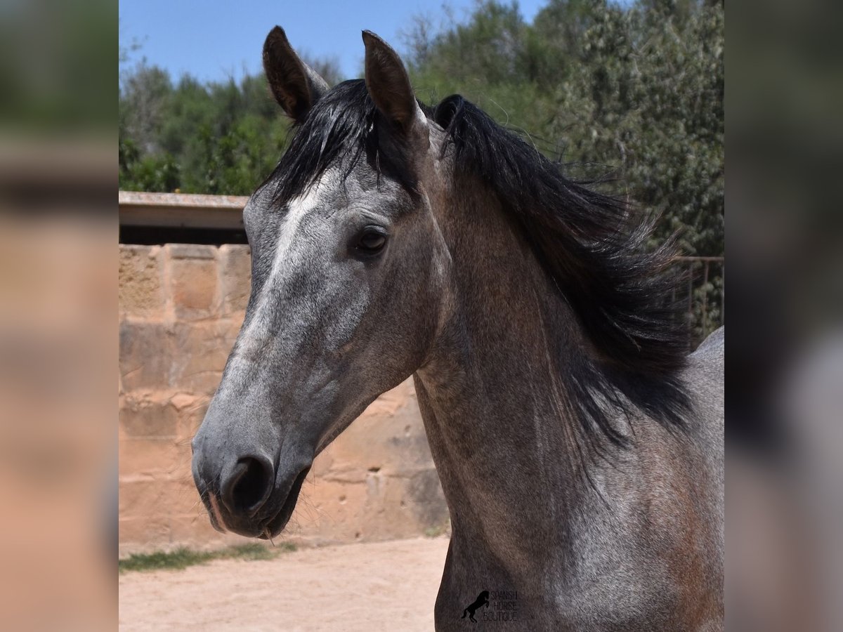 PRE Hengst 1 Jahr 153 cm Schimmel in Mallorca