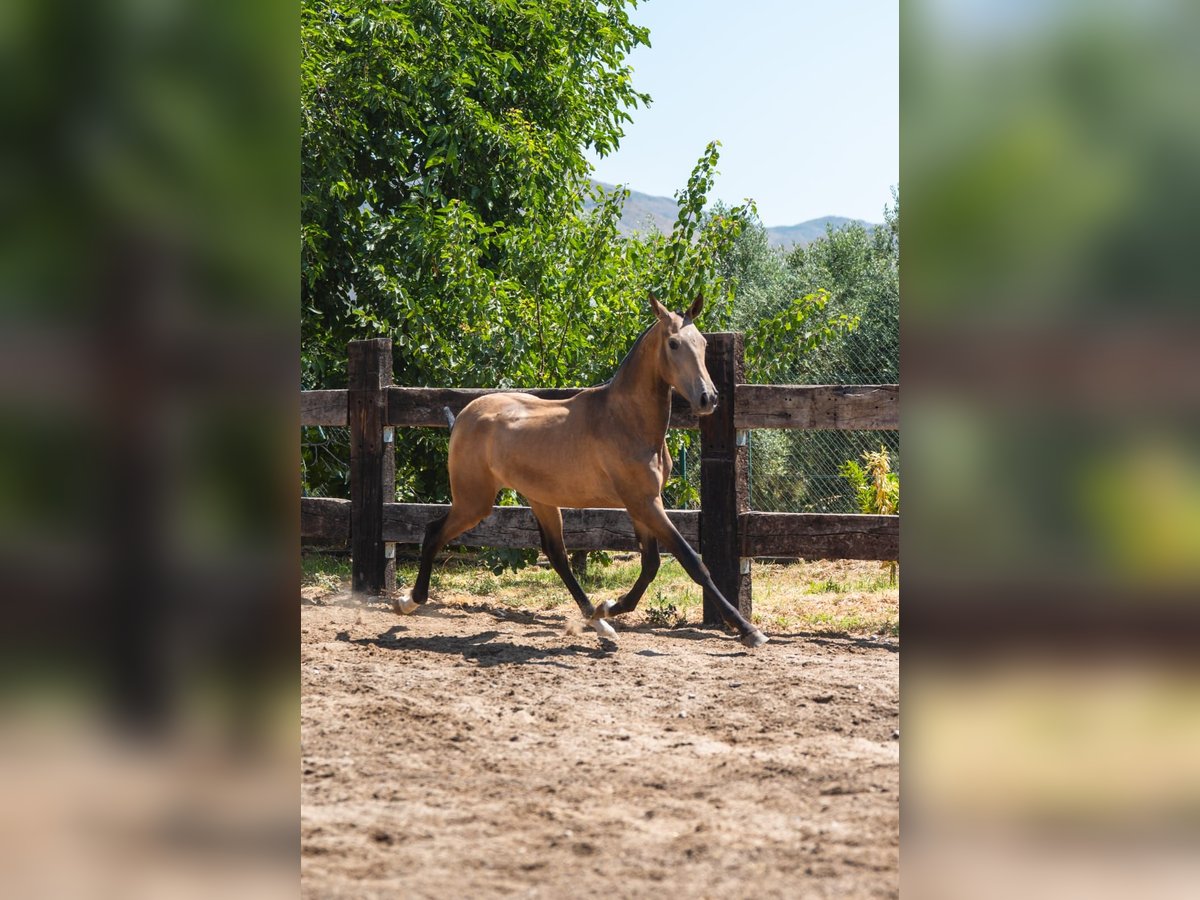 PRE Mix Hengst 1 Jahr 156 cm Buckskin in Almeria