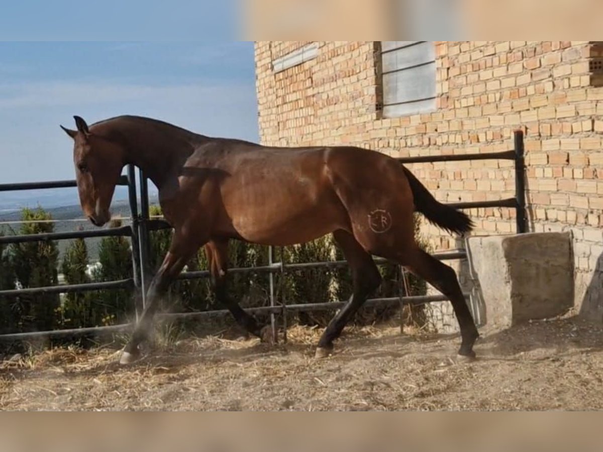 PRE Hengst 1 Jahr 157 cm Dunkelbrauner in Estepa