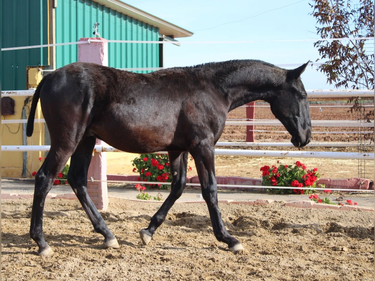 PRE Hengst 1 Jahr 157 cm in Los Rosales