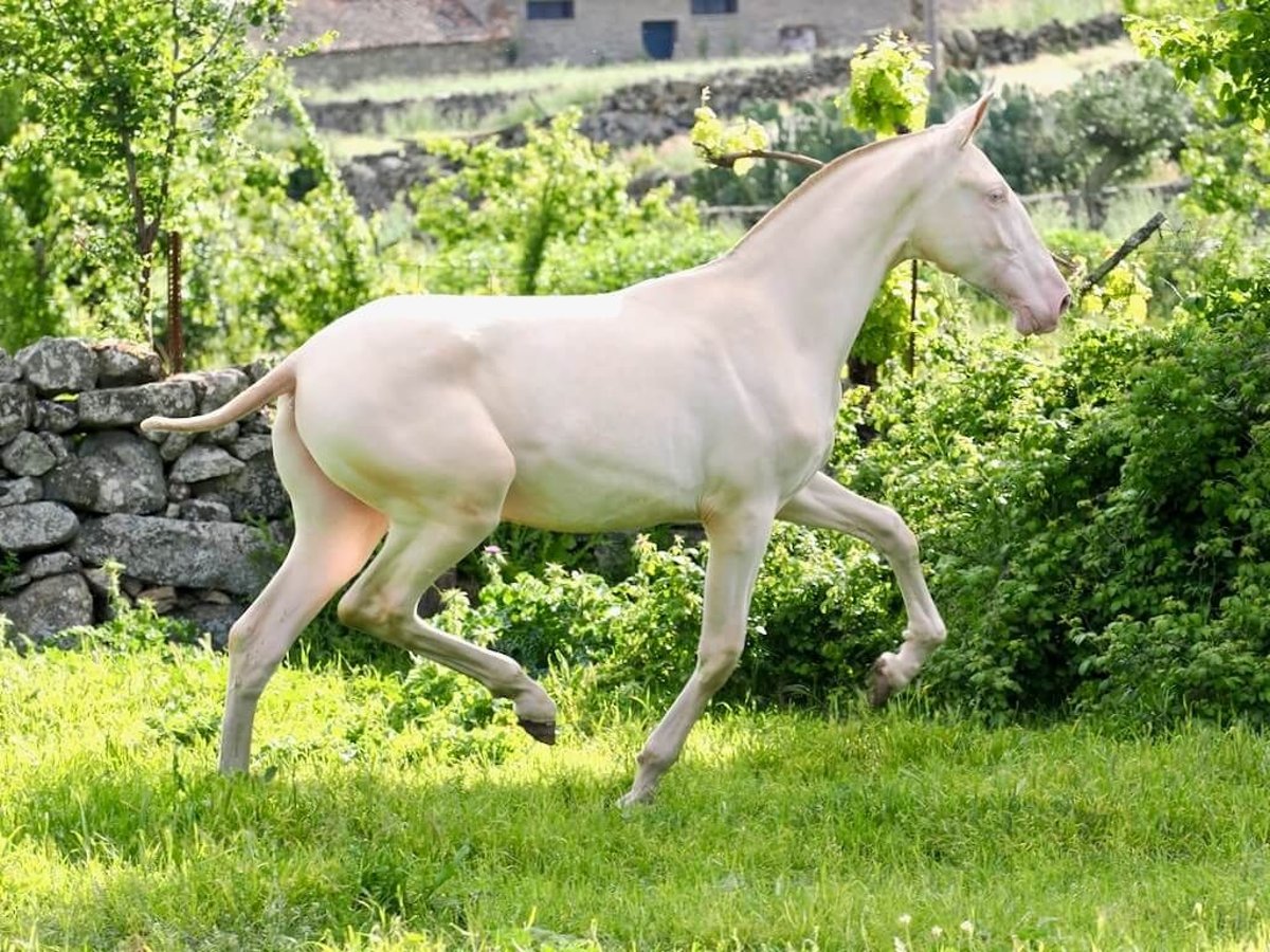 PRE Mix Hengst 1 Jahr 157 cm Perlino in Navas Del Madroño