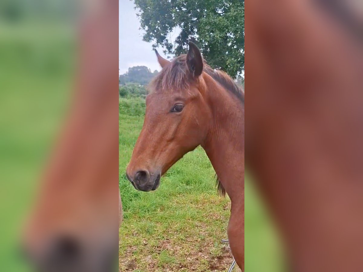 PRE Mix Hengst 1 Jahr 158 cm Hellbrauner in A Coru&#xF1;a