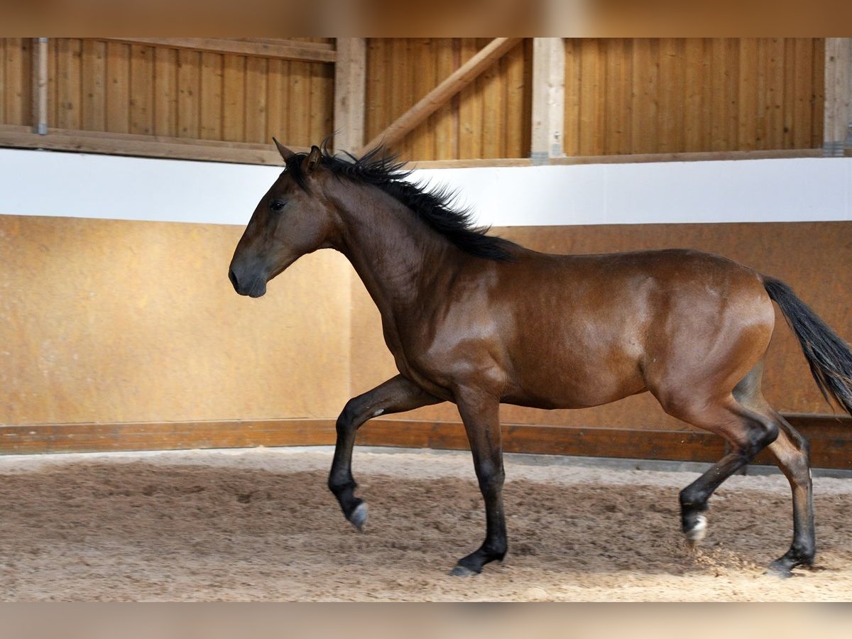PRE Mix Hengst 1 Jahr 160 cm Brauner in Waldh&#xF6;lzbach