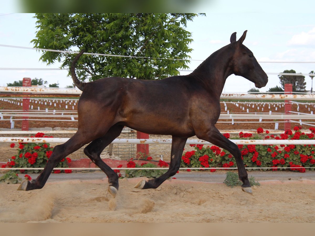 PRE Hengst 1 Jahr 160 cm Rappe in Los Rosales
