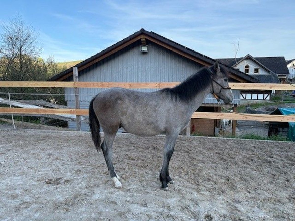 PRE Mix Hengst 1 Jahr 162 cm White in Bad Berleburg Wemlighausen