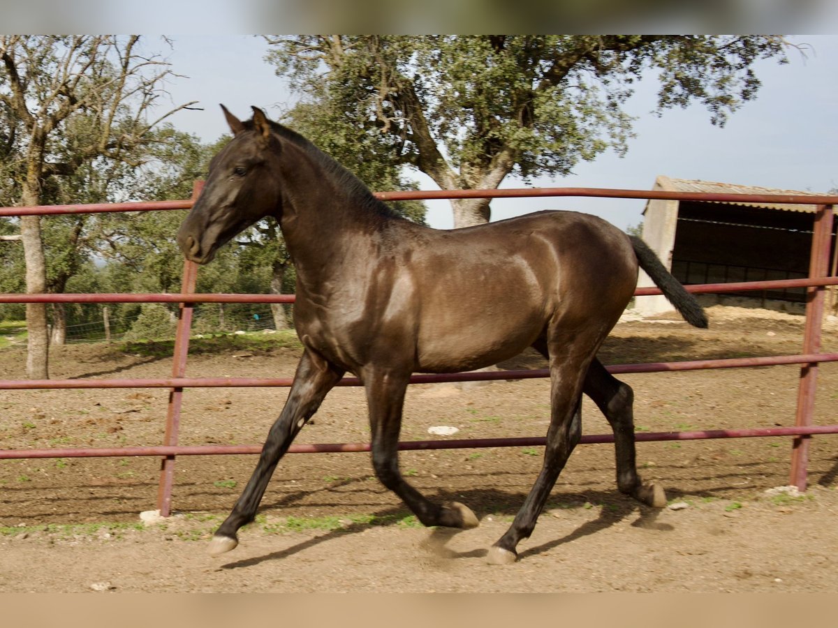 PRE Mix Hengst 1 Jahr 164 cm Rappe in Galaroza (Huelva)