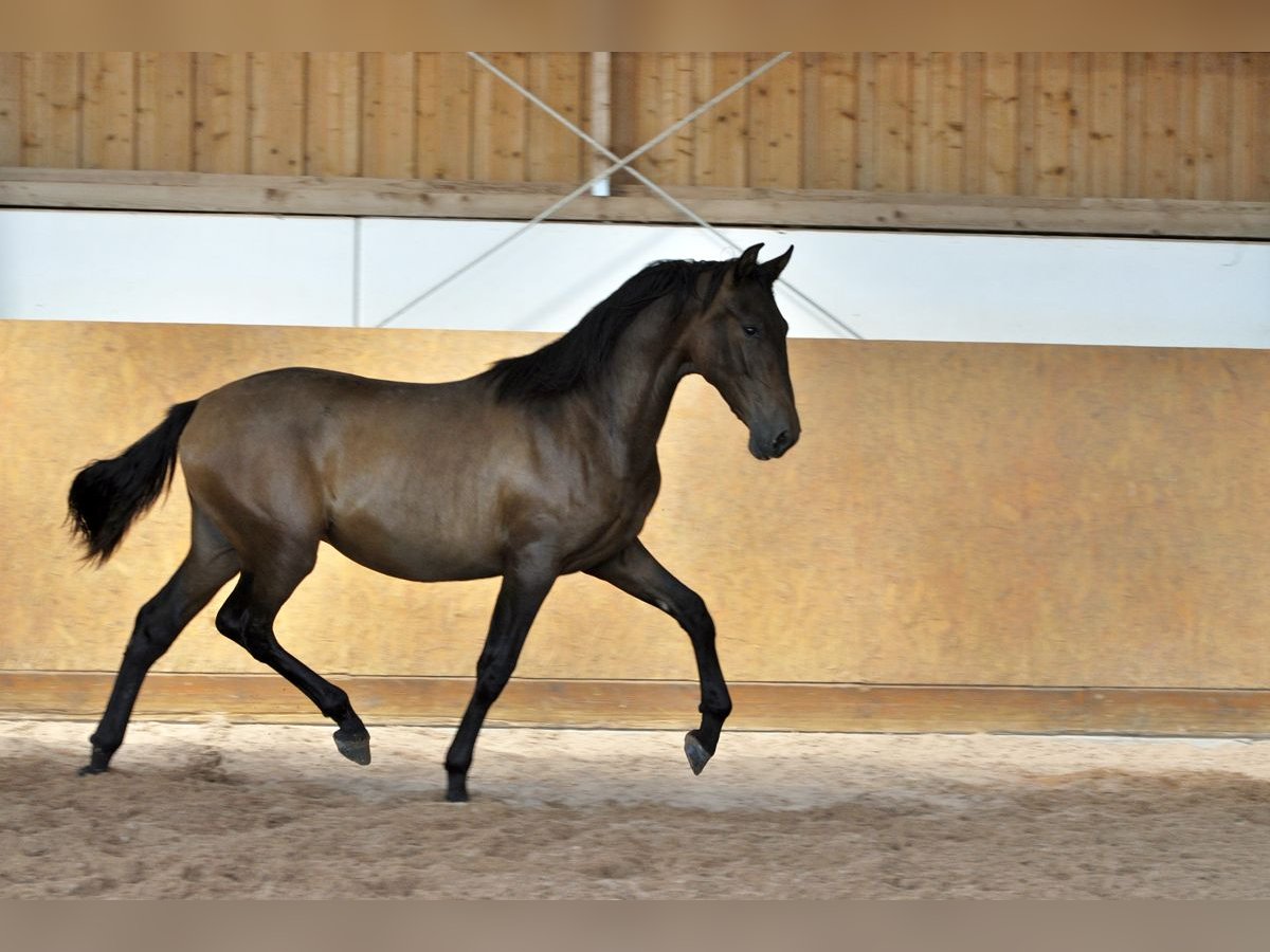 PRE Mix Hengst 1 Jahr 165 cm Brauner in Waldh&#xF6;lzbach