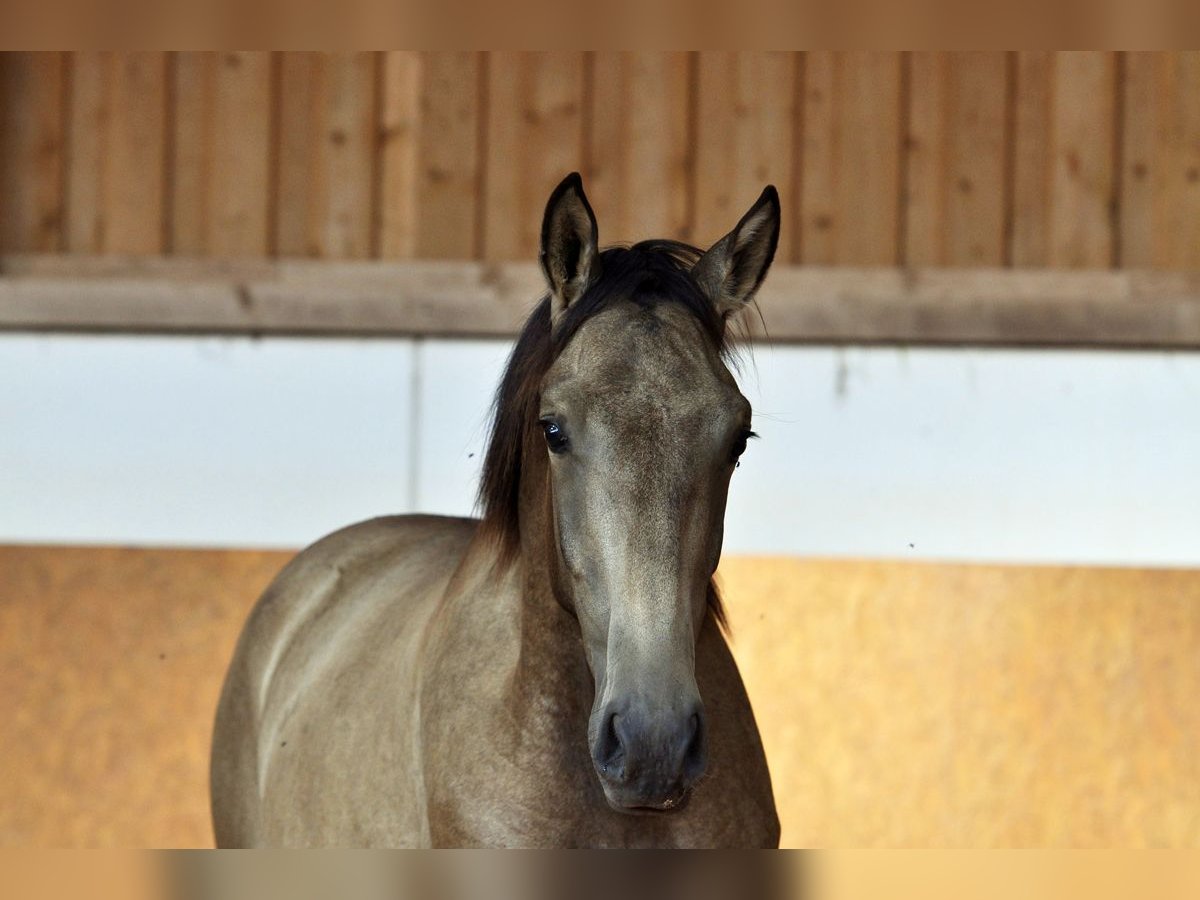 PRE Hengst 1 Jahr 165 cm Falbe in Waldh&#xF6;lzbach