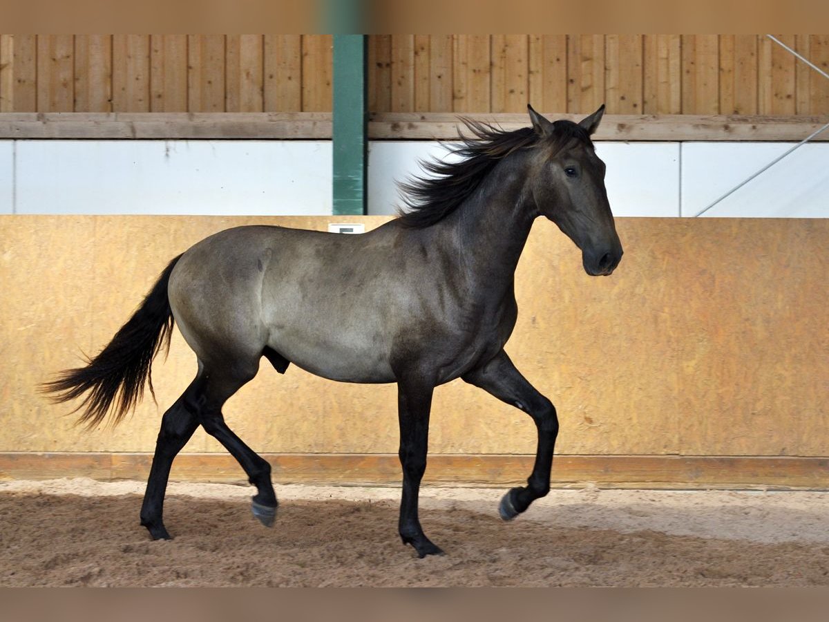 PRE Mix Hengst 1 Jahr 167 cm Schimmel in Waldh&#xF6;lzbach