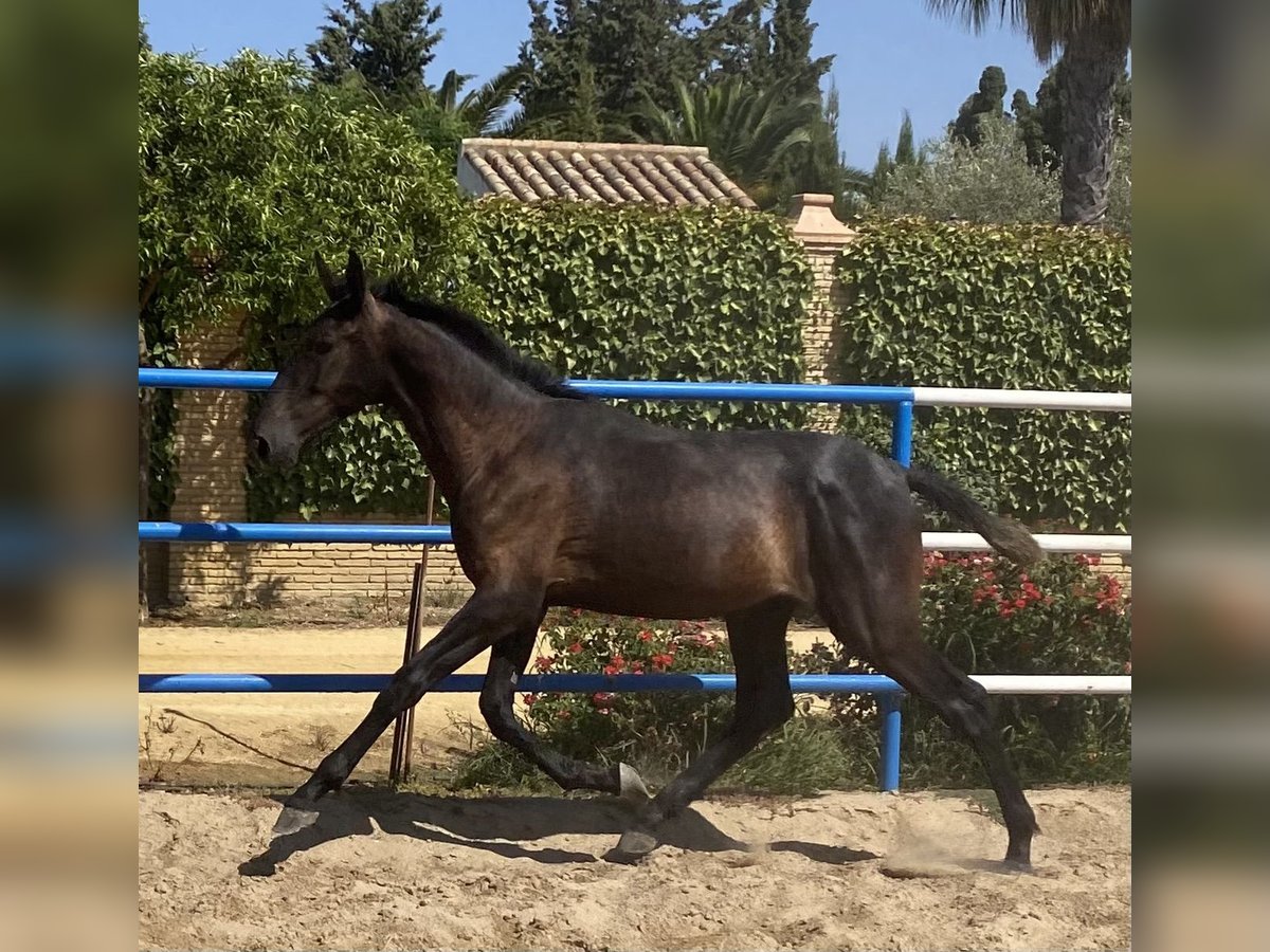 PRE Mix Hengst 1 Jahr 168 cm Schimmel in Fuentes De Andalucia