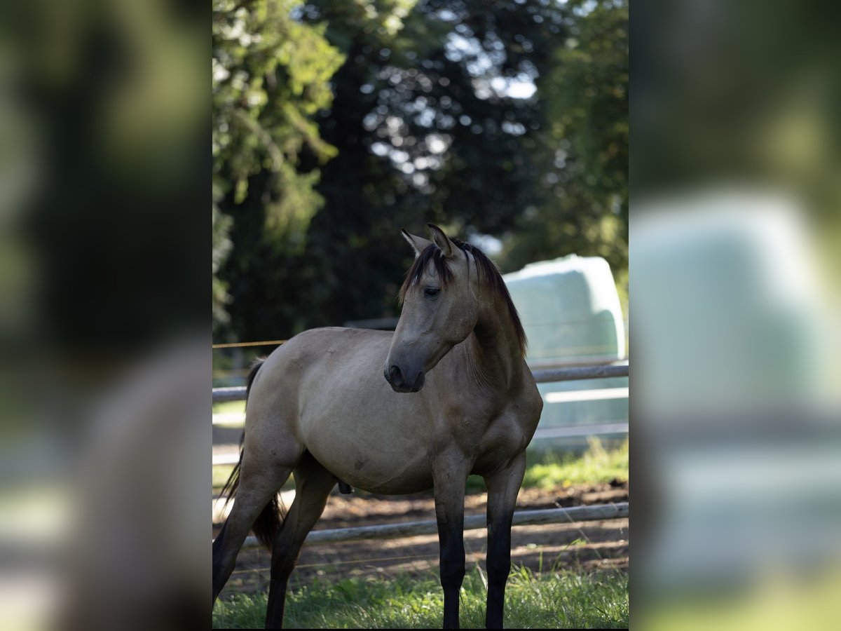 PRE Hengst 1 Jahr Buckskin in Klagenfurt