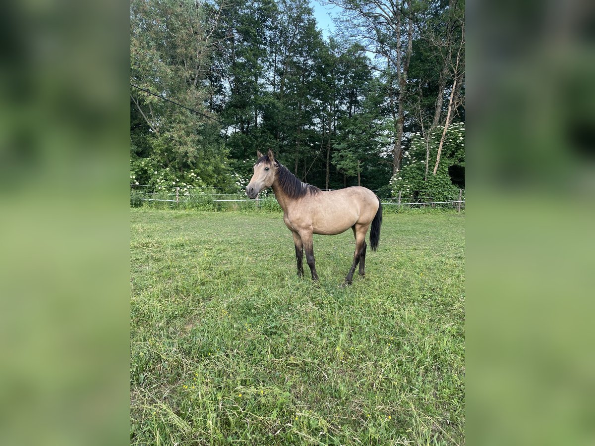 PRE Mix Hengst 1 Jahr Buckskin in Klagenfurt