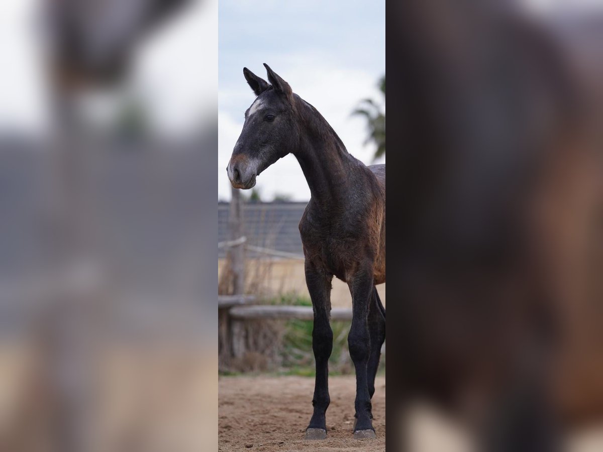 PRE Mix Hengst 1 Jahr Schimmel in Deltebre