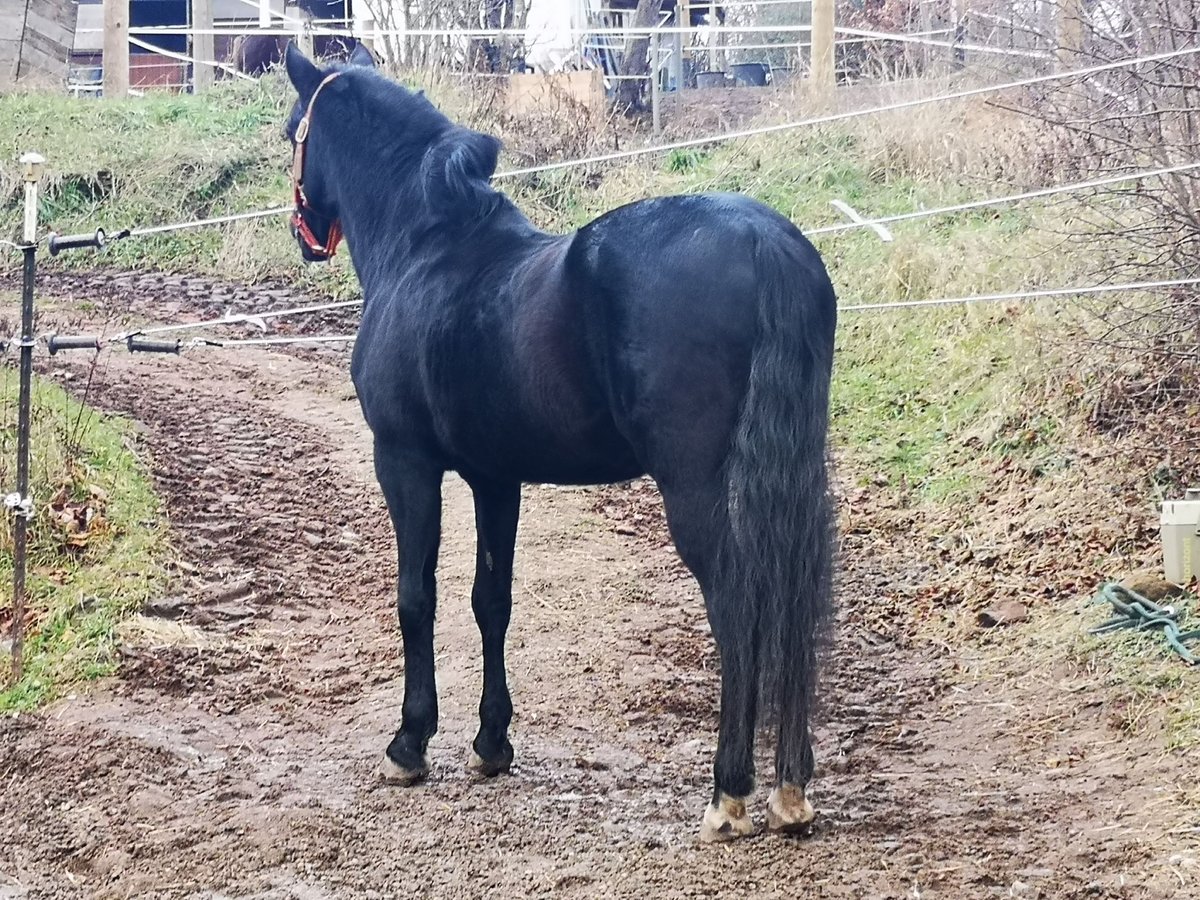 PRE Hengst 23 Jahre 156 cm Rappe in Walpersdorf