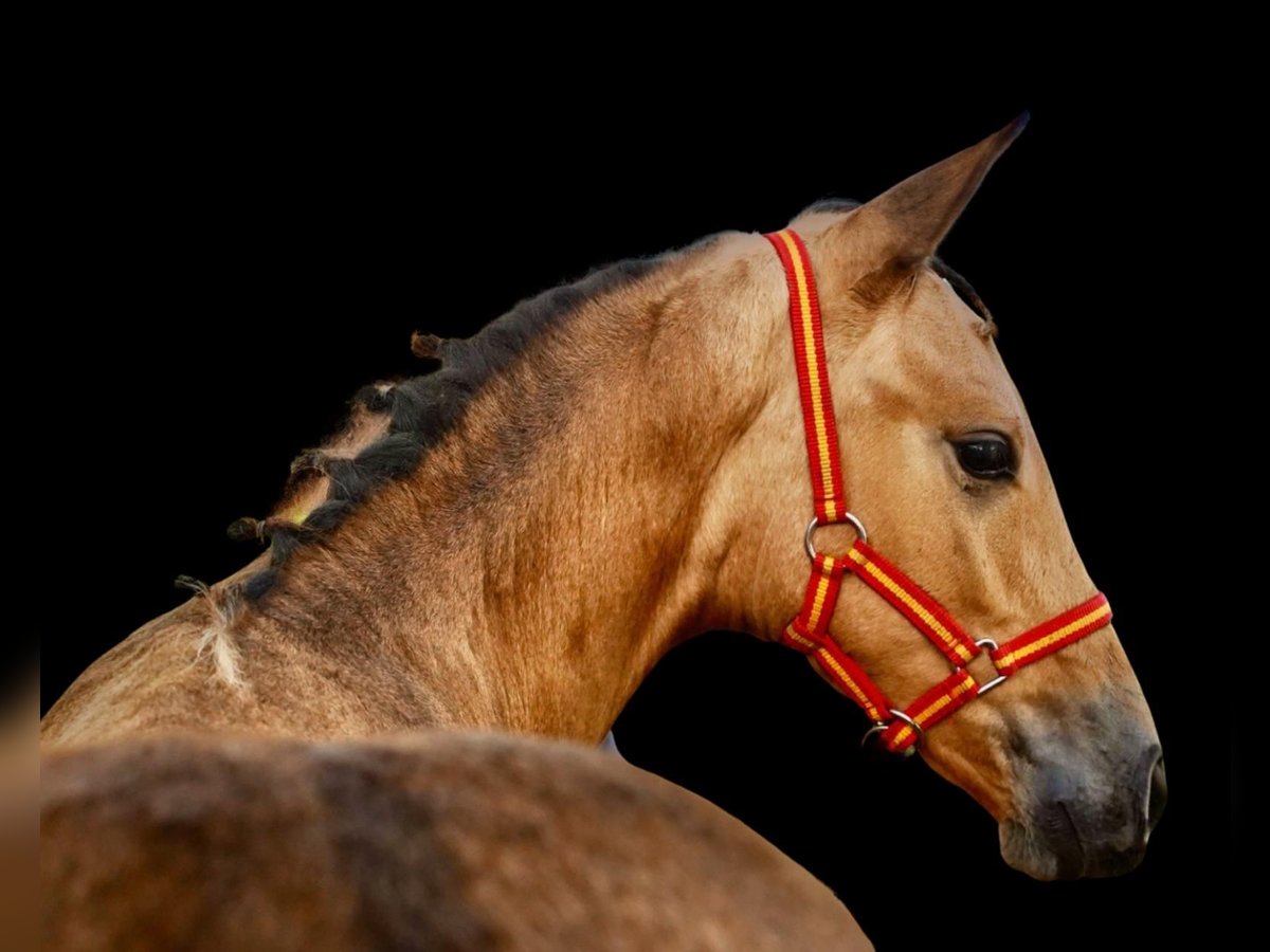 PRE Hengst 2 Jaar 138 cm Buckskin in HEUVELLAND