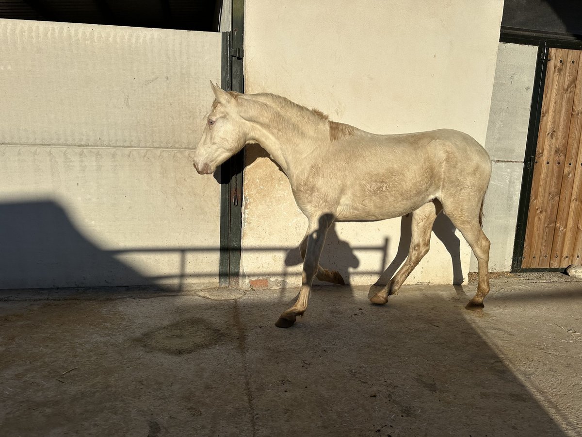 PRE Hengst 2 Jaar 154 cm Cremello in Valderrubio