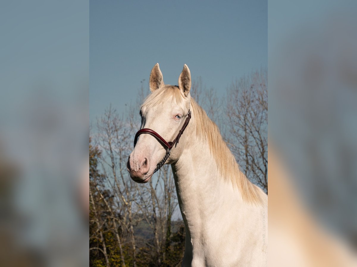 PRE Hengst 2 Jaar 156 cm Perlino in Caumont