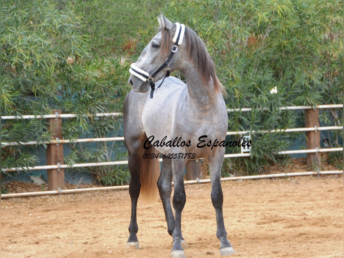 PRE Hengst 2 Jaar 158 cm Appelschimmel in Vejer de la Frontera