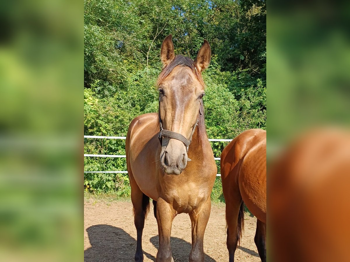 PRE Hengst 2 Jaar 158 cm Falbe in Marktoffingen