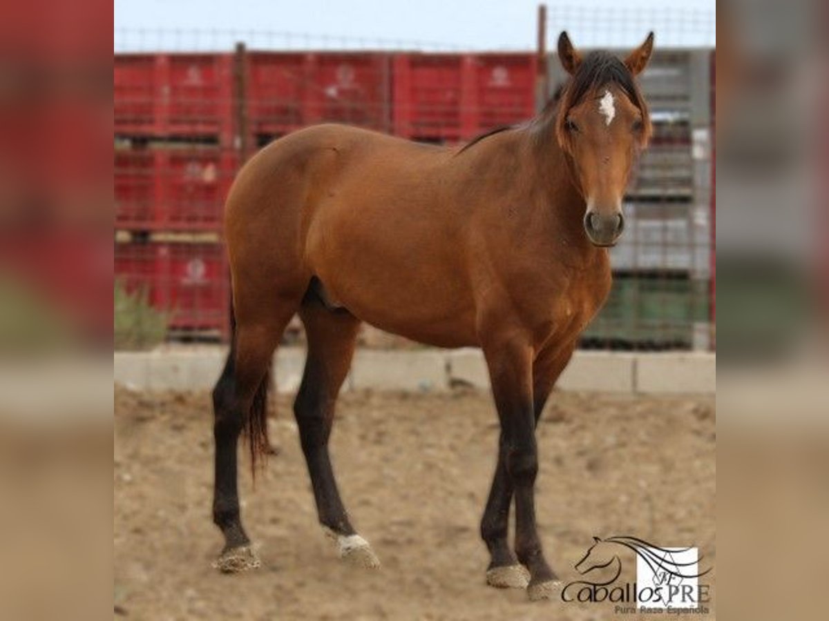 PRE Hengst 2 Jaar 159 cm Bruin in Alicante