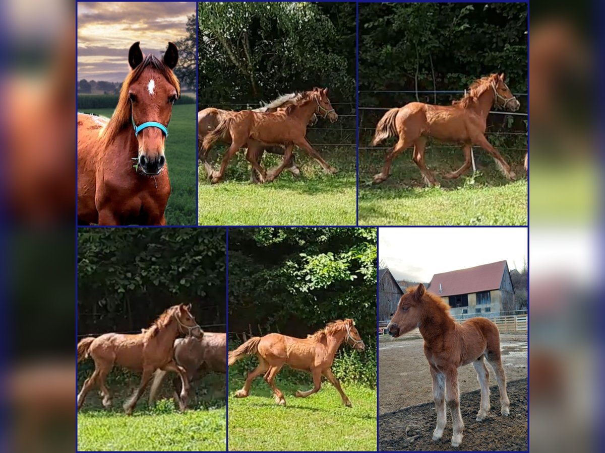 PRE Mix Hengst 2 Jaar 159 cm in Utschtal