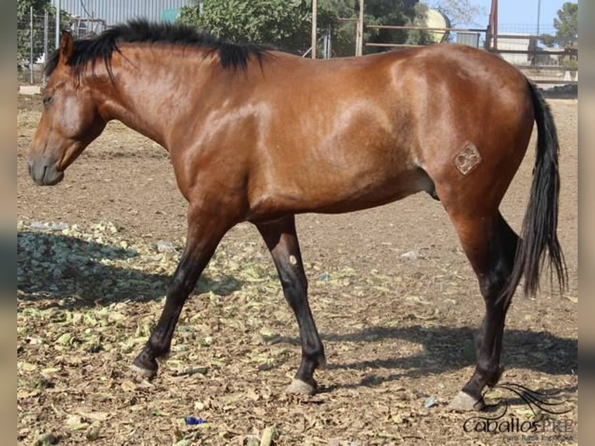 PRE Hengst 2 Jaar 160 cm Bruin in Alicante