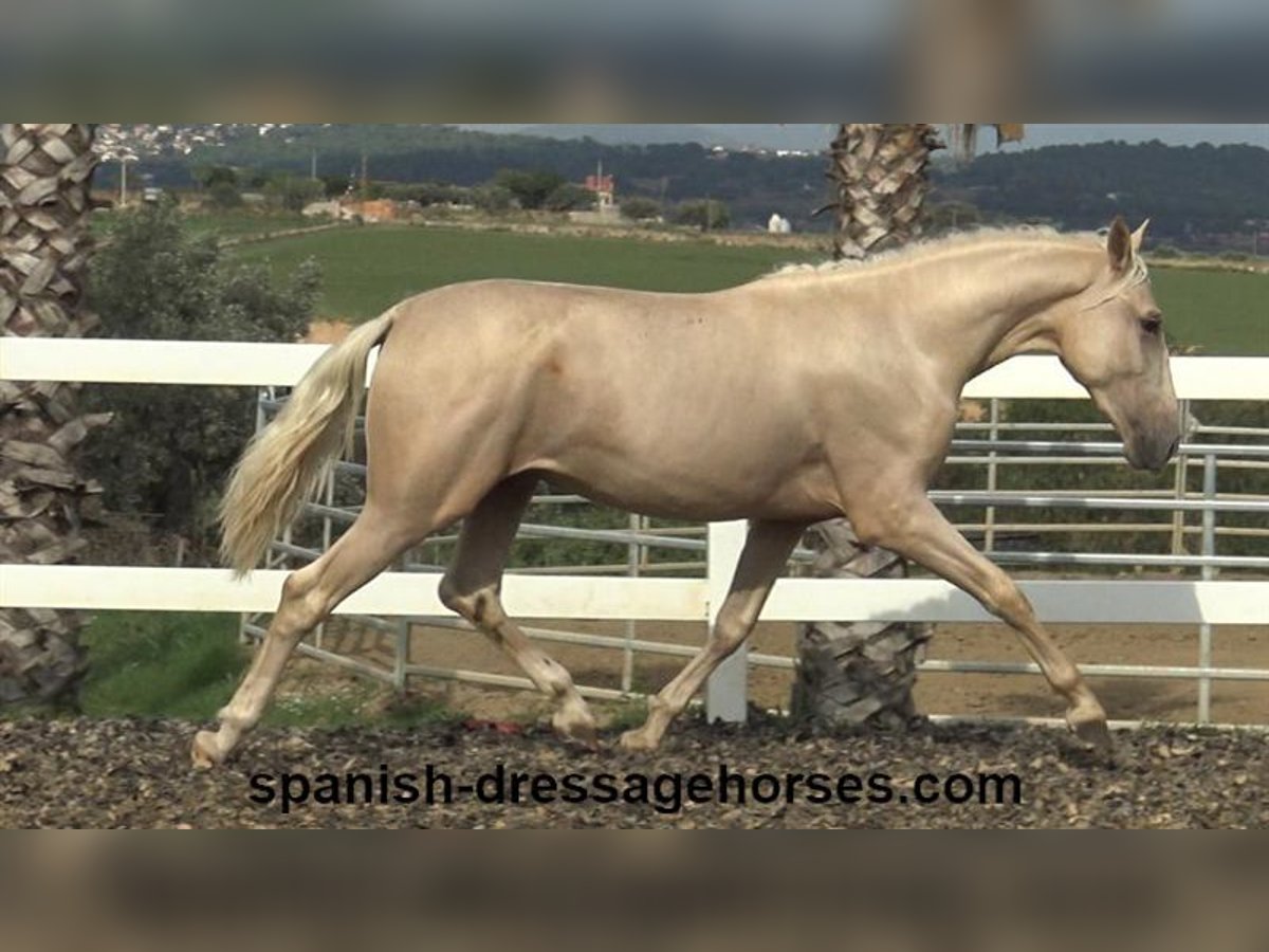 PRE Hengst 2 Jaar 160 cm Palomino in Barcelona