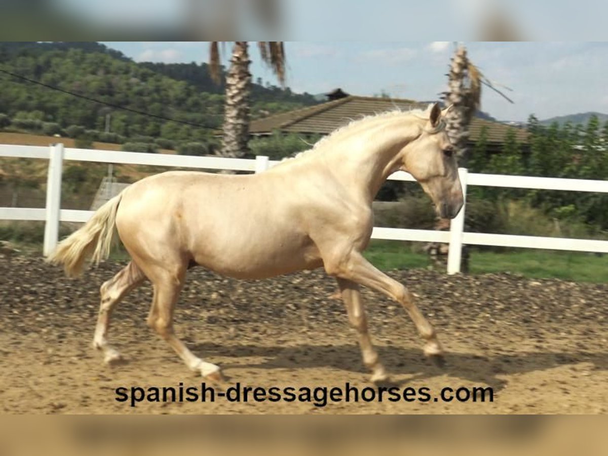 PRE Mix Hengst 2 Jaar 160 cm Palomino in Barcelona