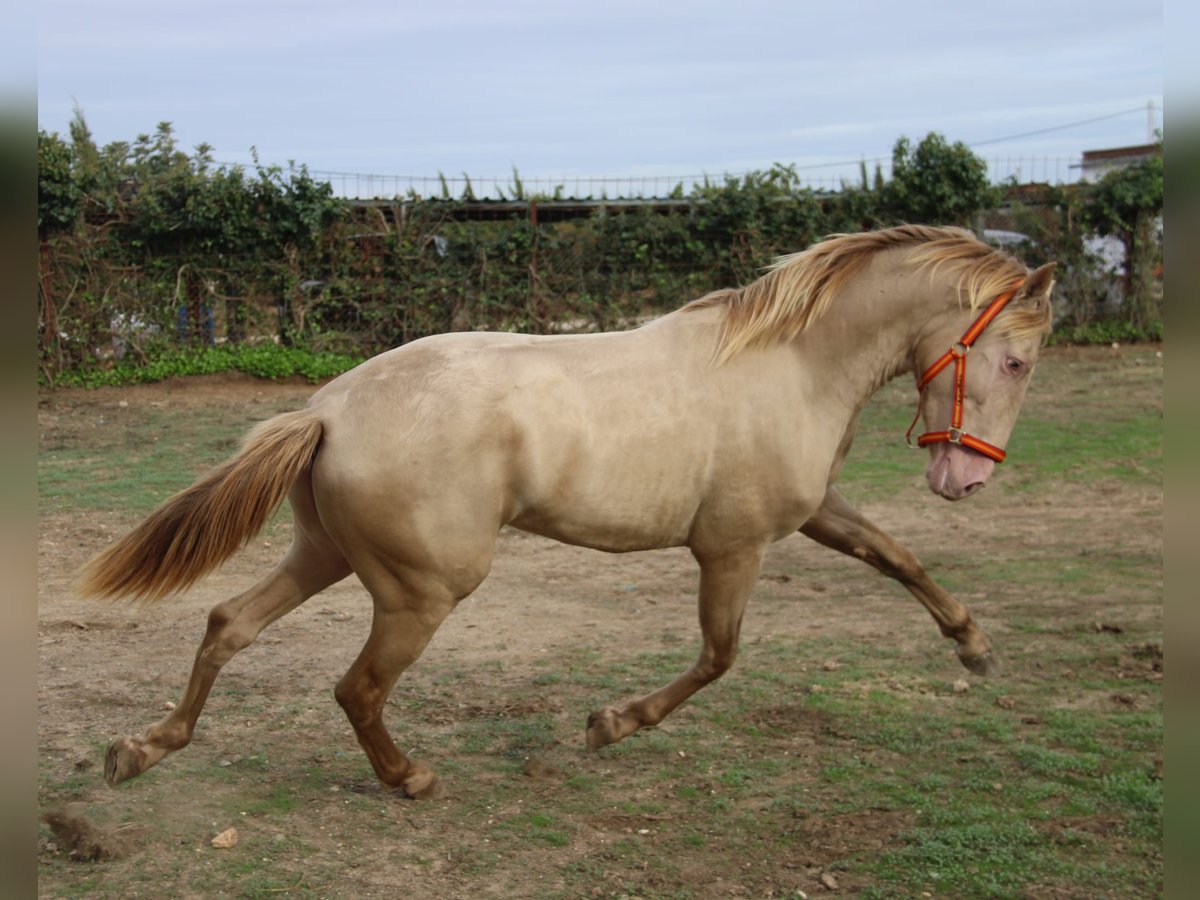 PRE Hengst 2 Jaar 160 cm Perlino in Vejer de la Frontera