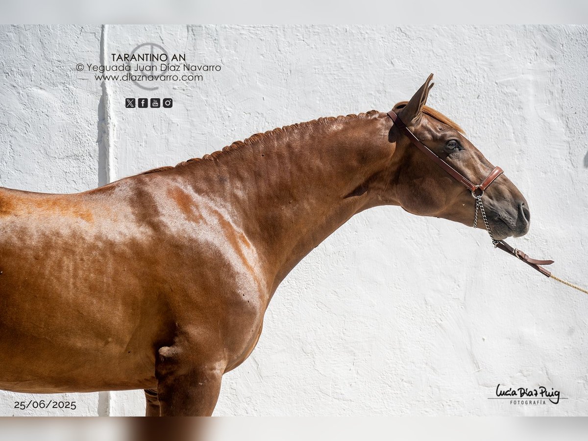 PRE Mix Hengst 2 Jaar 160 cm Roodvos in Arjona