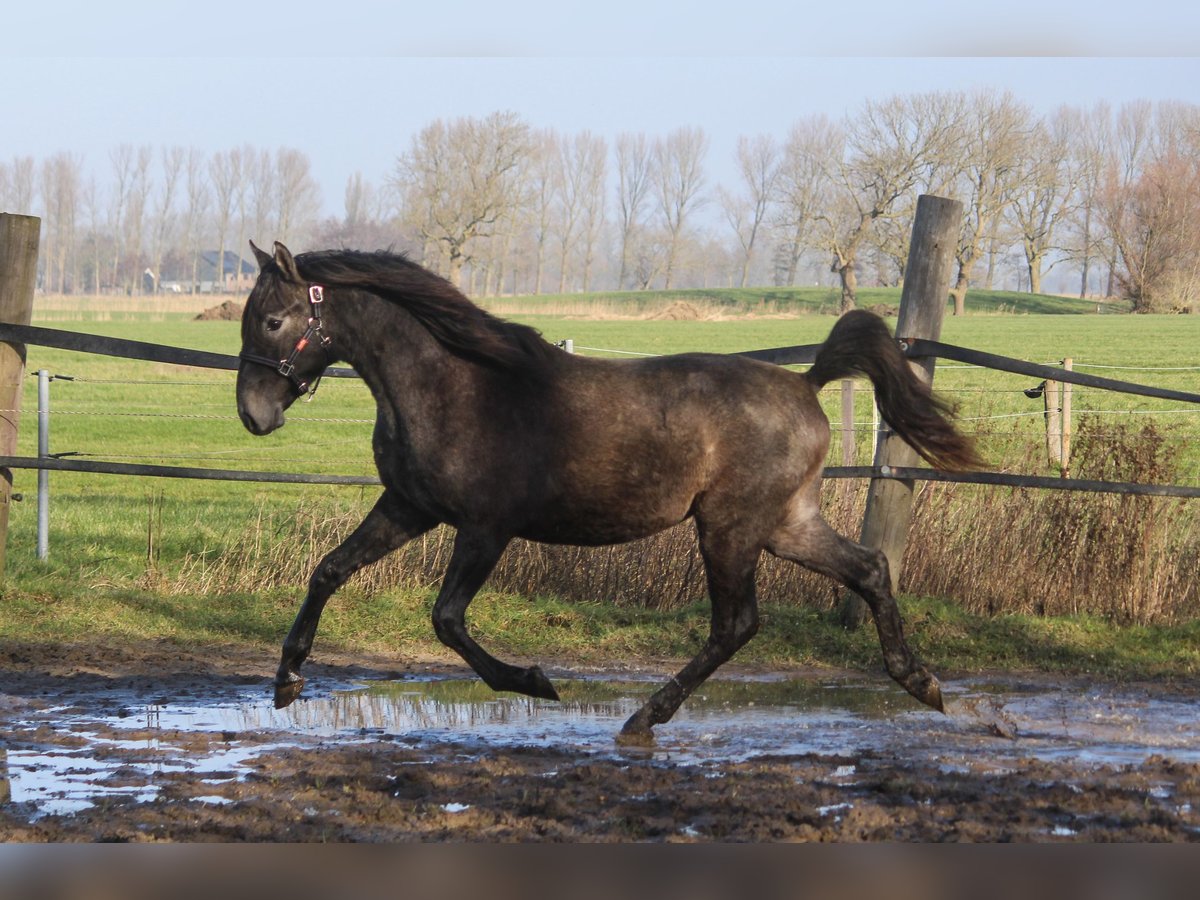 PRE Mix Hengst 2 Jaar 160 cm Schimmel in Wremen