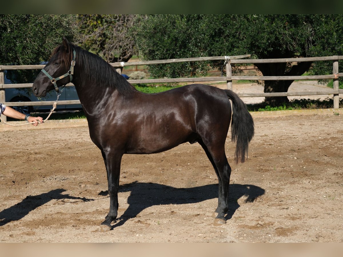 PRE Mix Hengst 2 Jaar 160 cm Zwart in Hamburg