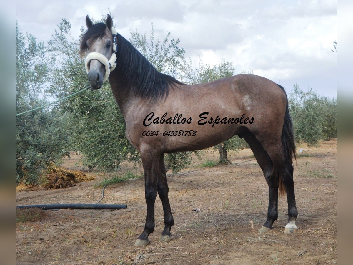 PRE Hengst 2 Jaar 162 cm Brown Falb schimmel in Vejer de la Frontera