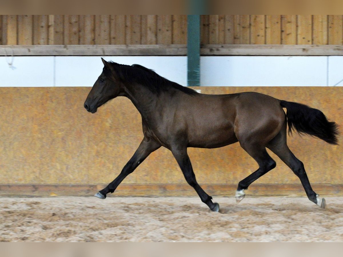 PRE Hengst 2 Jaar 162 cm Bruin in Waldh&#xF6;lzbach