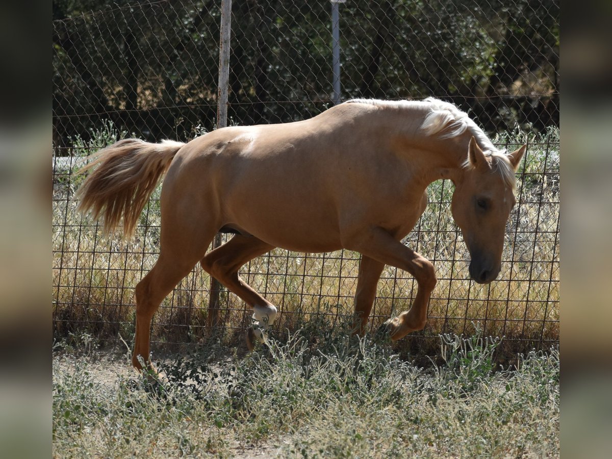 PRE Hengst 2 Jaar 162 cm Palomino in El Real De La Jara, Sevilla