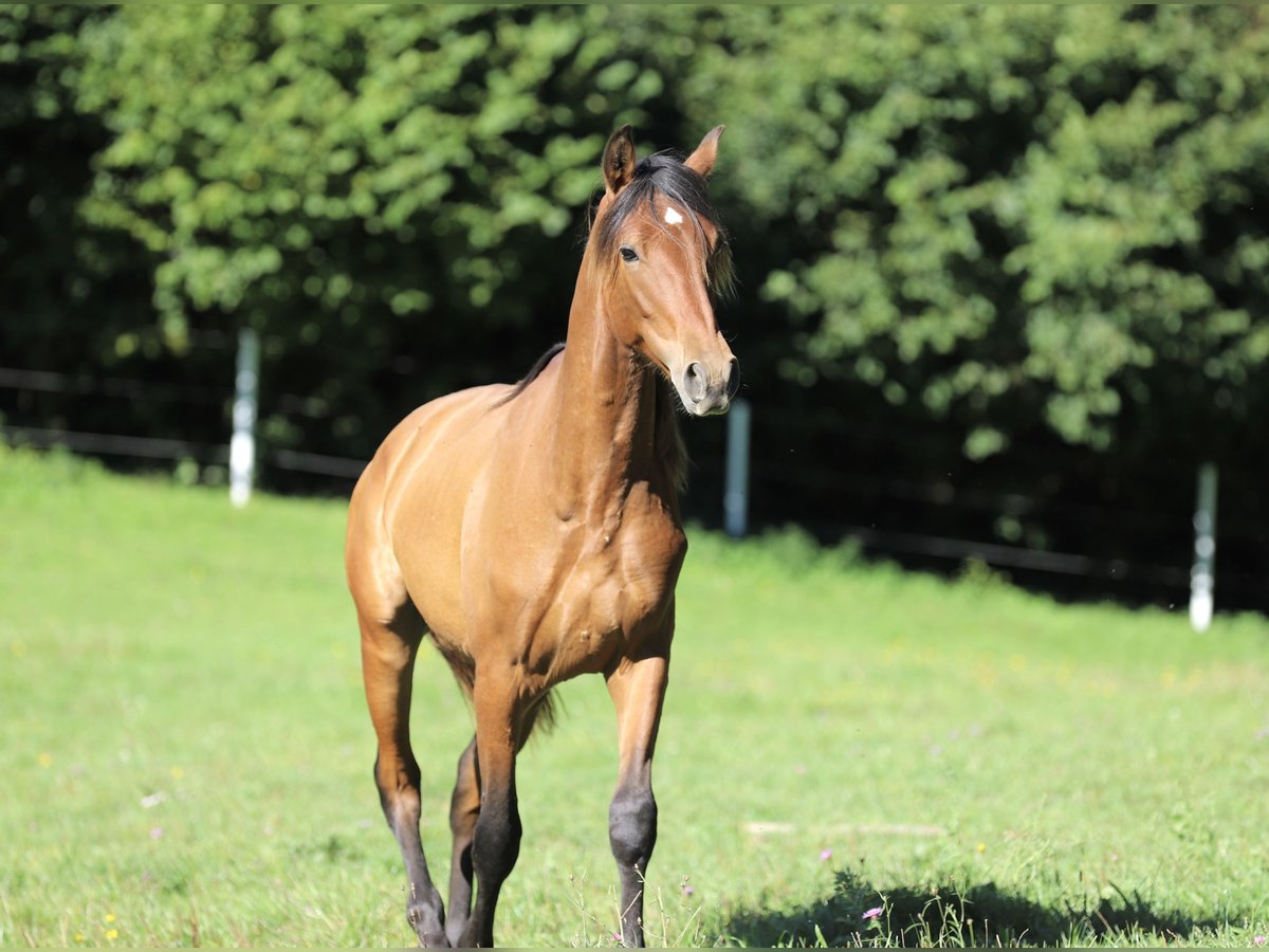 PRE Hengst 2 Jaar 163 cm Bruin in Kefermarkt