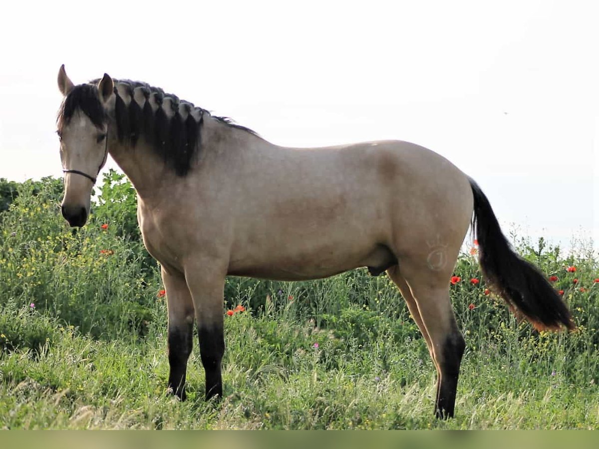 PRE Mix Hengst 2 Jaar 163 cm Falbe in Chiclana de la Frontera