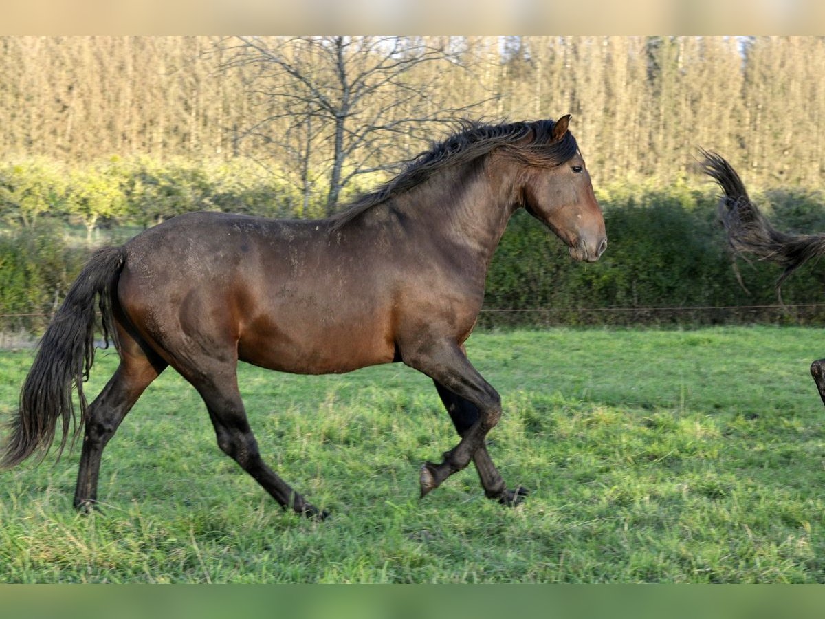 PRE Hengst 2 Jaar 164 cm Bruin in Waldhölzbach