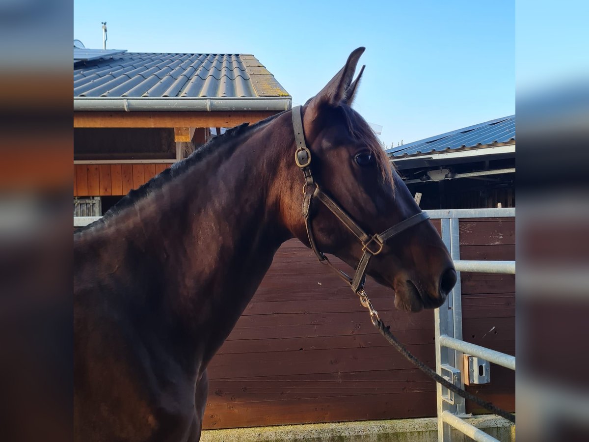 PRE Mix Hengst 2 Jaar 164 cm Bruin in Bahlingen am KaiserstuhlBahlingen