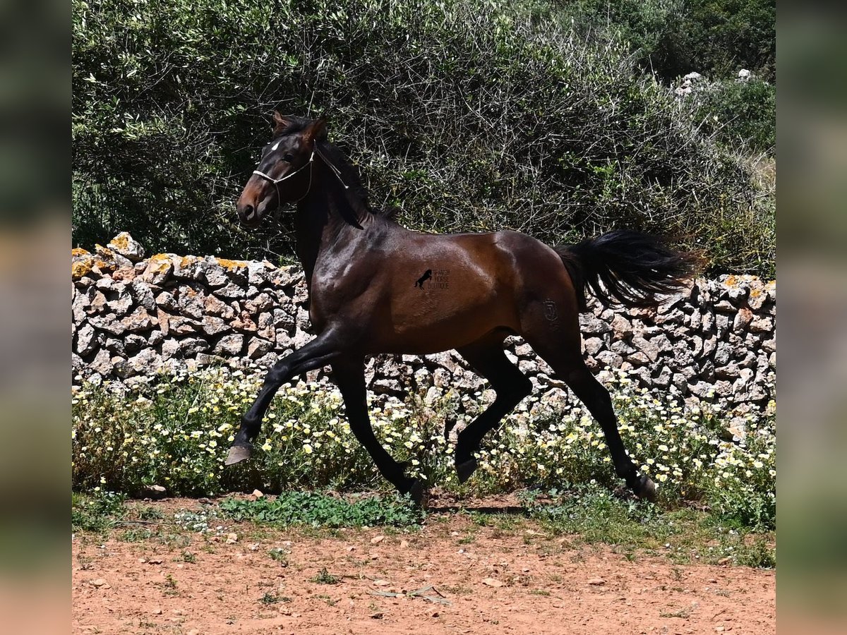 PRE Mix Hengst 2 Jaar 165 cm in Menorca