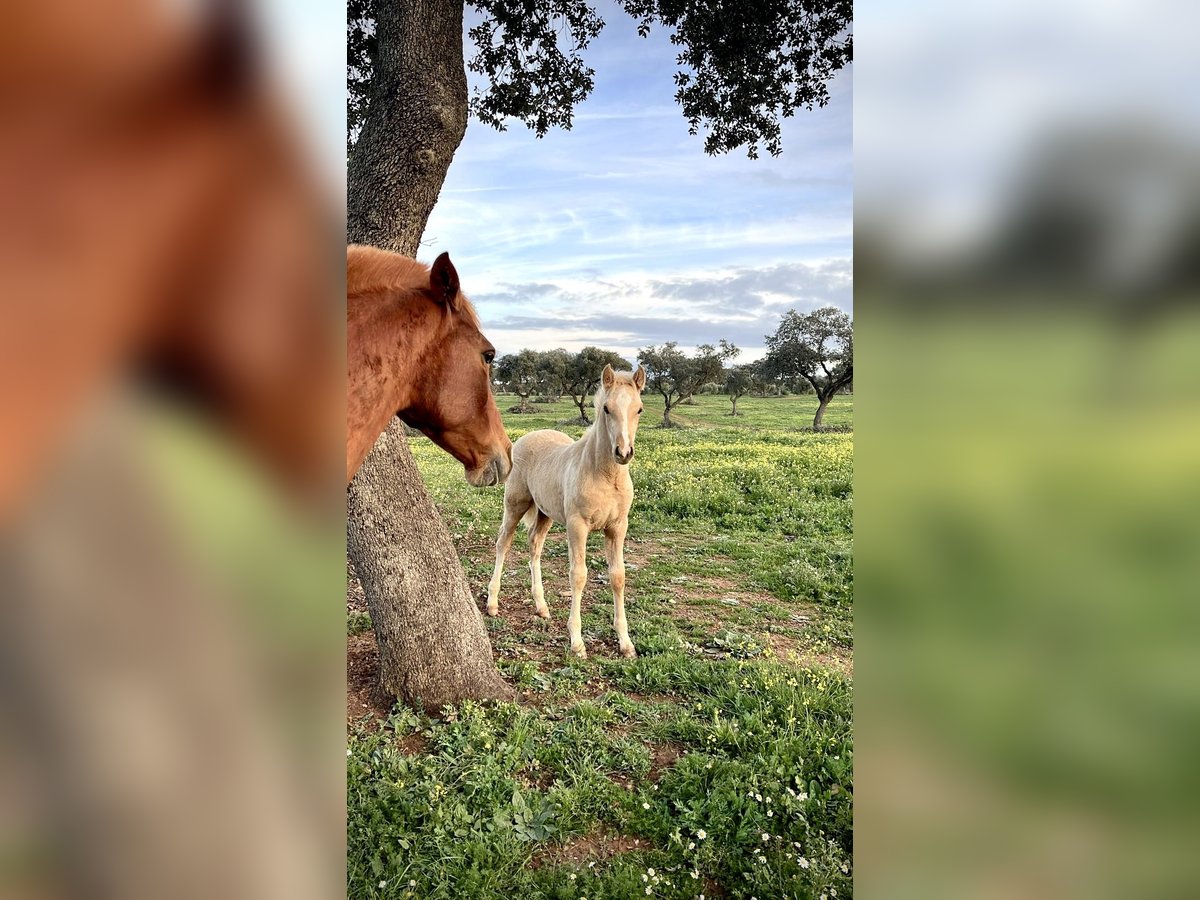 PRE Mix Hengst 2 Jaar 165 cm Palomino in El Catllar