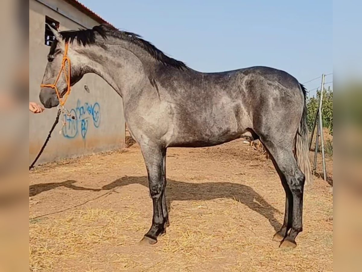 PRE Mix Hengst 2 Jaar 165 cm Schimmel in Huelva