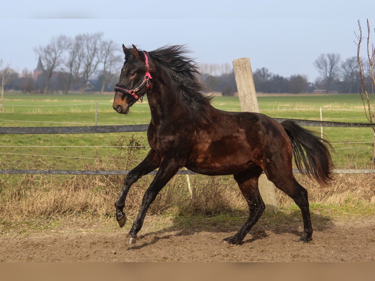 PRE Mix Hengst 2 Jaar 167 cm Donkerbruin in Wremen