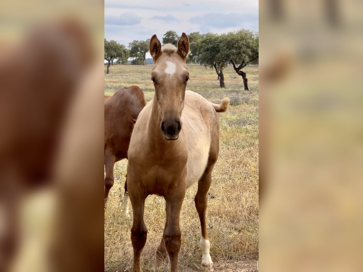 PRE Mix Hengst 2 Jaar 170 cm Palomino in El Catllar