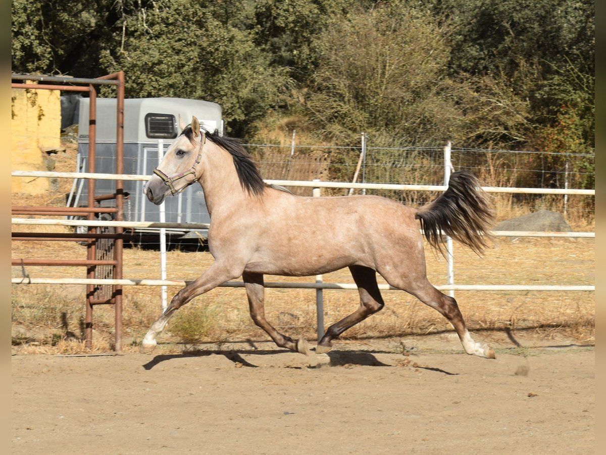 PRE Mix Hengst 2 Jaar 170 cm Schimmel in Sevilla