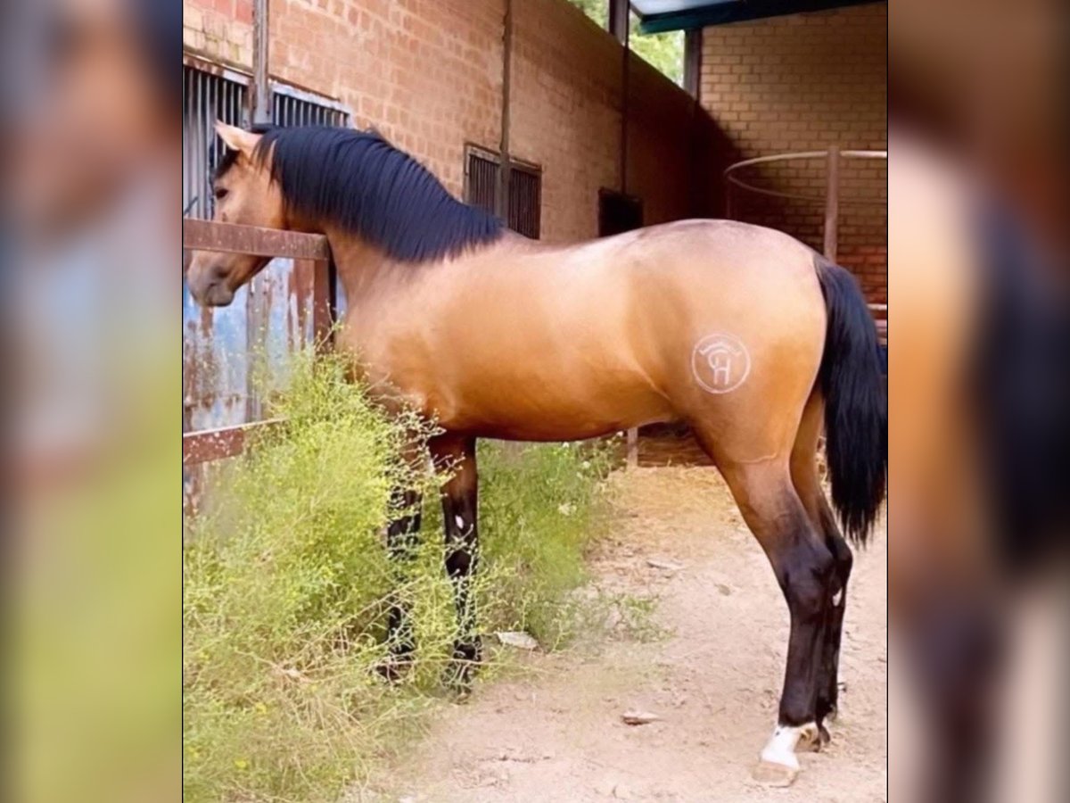 PRE Mix Hengst 2 Jaar Buckskin in Huelva