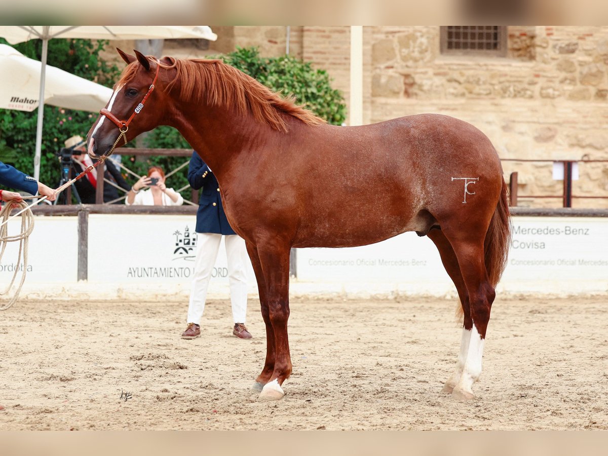 PRE Hengst 2 Jaar Vos in Sevilla