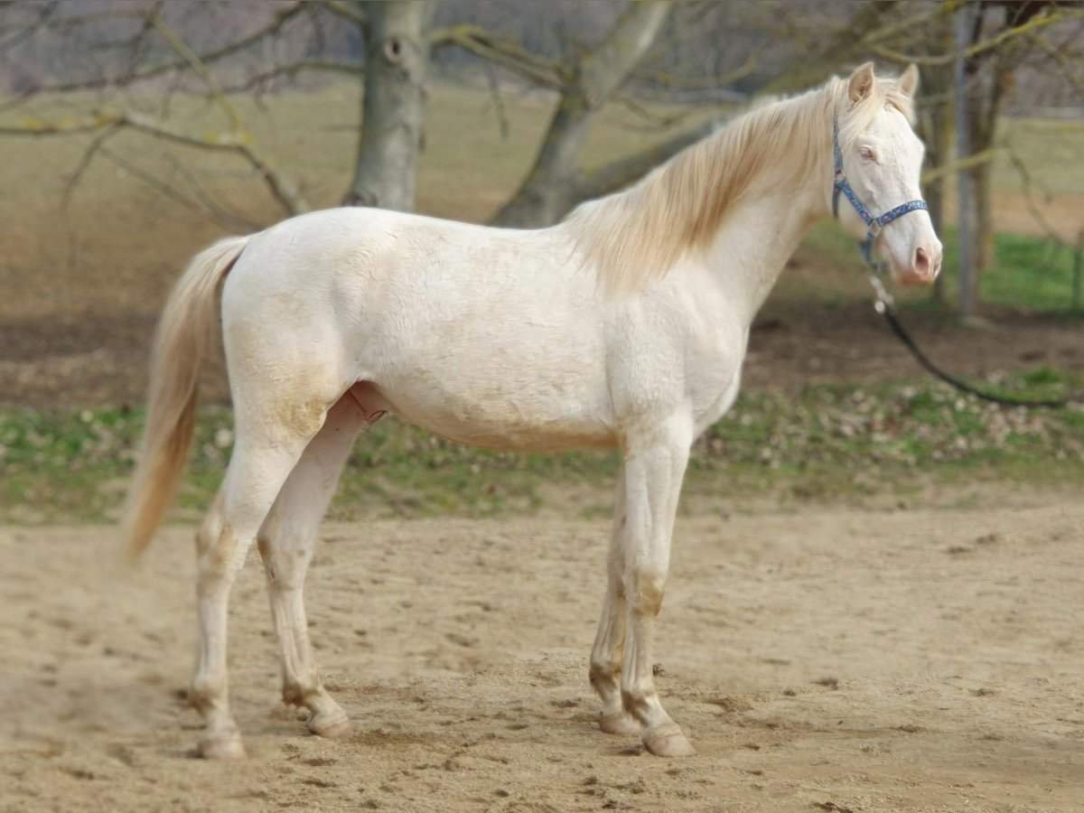 PRE Mix Hengst 2 Jahre 151 cm Perlino in Visz